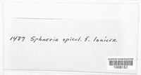 Diaporthe spiculosa image